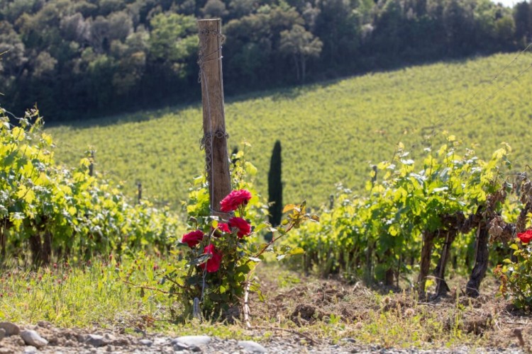 Roses in the Vineyards: tradition is a matter of beauty! - CAIAROSSA